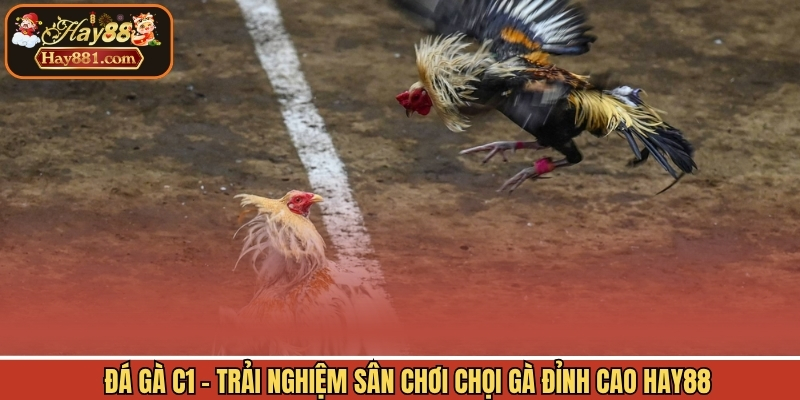 Đá Gà C1 - Trải Nghiệm Sân Chơi Chọi Gà Đỉnh Cao Hay88